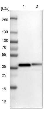 Western Blot: GULP1/CED-6 Antibody [NBP1-84553] - Lane 1: NIH-3T3 cell lysate (Mouse embryonic fibroblast cells). Lane 2: NBT-II cell lysate (Rat Wistar bladder tumor cells).