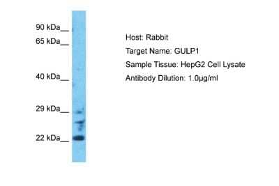 Western Blot: GULP1/CED-6 Antibody [NBP2-87546] - Host: Rabbit. Target Name: GULP1. Sample Type: HepG2 Whole Cell lysates. Antibody Dilution: 1.0ug/ml