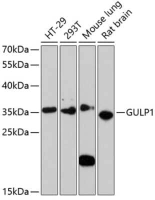 Western Blot: GULP1/CED-6 Antibody [NBP3-03258] - Analysis of extracts of various cell lines, using GULP1/CED-6 antibody at 1:3000 dilution. Secondary antibody: HRP Goat Anti-Rabbit IgG (H+L) at 1:10000 dilution. Lysates/proteins: 25ug per lane. Blocking buffer: 3% nonfat dry milk in TBST.