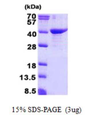 SDS-PAGE Recombinant Human GULP1/CED-6 His Protein