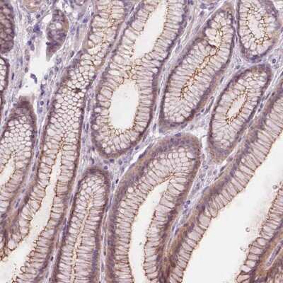 Immunohistochemistry-Paraffin GXYLT2 Antibody - BSA Free
