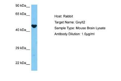 Western Blot: GXYLT2 Antibody [NBP2-82963] - Host: Rabbit. Target Name: GXYLT2. Sample Tissue: Mouse Brain lysates. Antibody Dilution: 1ug/ml