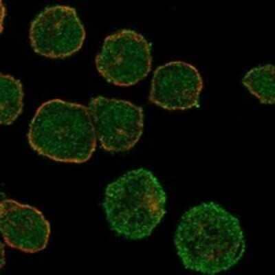 Immunocytochemistry/Immunofluorescence: Galanin R1/GALR1 Antibody [NBP3-17853] - Staining of human cell line HEL shows localization to nucleoplasm & plasma membrane.