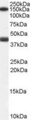 Western Blot: Galanin R1/GALR1 Antibody [NB100-57079] -  (0.1ug/ml) staining of Human Heart lysate (35ug protein in RIPA buffer). Primary incubation was 1 hour. Detected by chemiluminescence.