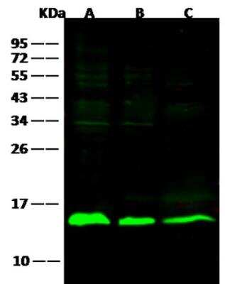 Western Blot: Galectin-1 Antibody (001) [NBP2-89387] - Lane A: Hela Whole Cell Lysate Lane B: K562 Whole Cell LysateLane C: A431 Whole Cell Lysate Lysates/proteins at 30 ug per lane.Secondary Goat Anti-Rabbit IgG H&L (Dylight800) at 1/10000 dilution.Developed using the Odyssey technique. Performed under reducing conditions.Predicted band size:14 kDa Observed band size:14 kDa