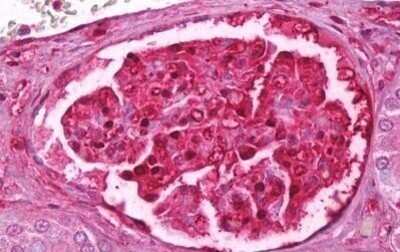 Immunohistochemistry-Paraffin: Galectin-1 Antibody (24CT661.4.3) [NBP2-11500] - Staining of human kidney, glomeruli. Immunohistochemistry of formalin-fixed, paraffin-embedded tissue after heat-induced antigen retrieval. Antibody dilution 1:50.