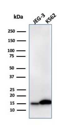Western Blot: Galectin-1 Antibody (GAL1/2499R) - Azide and BSA Free [NBP2-79855] - Western Blot Analysis of JEG-3 and K562 cell lysate using Galectin-1 antibody (GAL1/2499R).
