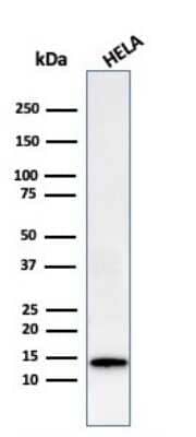 Western Blot: Galectin-1 Antibody (GAL1/2499R) - Azide and BSA Free [NBP2-79855] - Western Blot Analysis of HeLa cell lysate using Galectin-1 antibody (GAL1/2499R).
