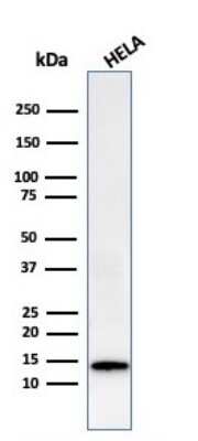 Western Blot: Galectin-1 Antibody (GAL1/2499R) [NBP2-79721] - Western Blot Analysis of HeLa cell lysate using Galectin-1 antibody (GAL1/2499R).
