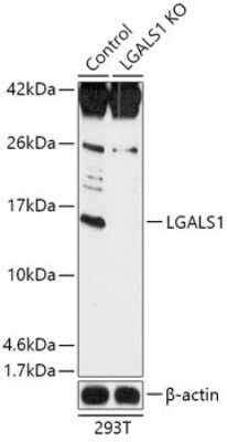 Western Blot: Galectin-1 Antibody [NBP3-03266] - Analysis of extracts from normal (control) and LGALS1 knockout (KO) 293T cells, using Galectin-1 antibody at 1:1000 dilution. Secondary antibody: HRP Goat Anti-Rabbit IgG (H+L) at 1:10000 dilution. Lysates/proteins: 25ug per lane. Blocking buffer: 3% nonfat dry milk in TBST.
