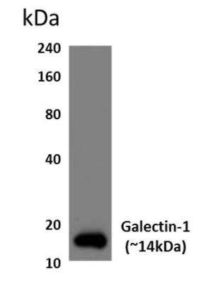 Western Blot: Galectin-1 Antibody (RM0081-9J26) [NBP1-21721] - Analysis of mouse placental tissue lysates.  