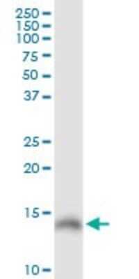 Western Blot: Galectin-1 Antibody [H00003956-D01P] - Analysis of LGALS1 expression in HeLa.