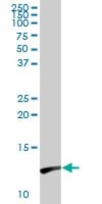 Western Blot: Galectin-1 Antibody [H00003956-D01P] - Analysis of LGALS1 expression in mouse spleen.