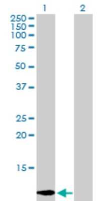 Western Blot: Galectin-1 Antibody [H00003956-D01P] - Analysis of LGALS1 expression in transfected 293T cell line by LGALS1 polyclonal antibody.Lane 1: LGALS1 transfected lysate(14.70 KDa).Lane 2: Non-transfected lysate.