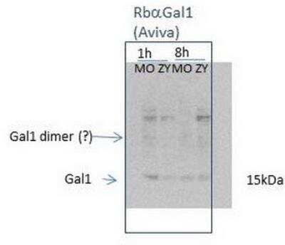 Western Blot: Galectin-1 Antibody [NBP1-59002] - Galectin 1 Antibody [NBP1-59002] - Mouse macrophages.