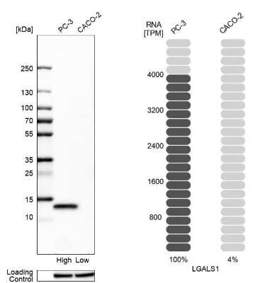<b>Independent Antibodies Validation and Orthogonal Strategies Validation.</b>Western Blot: Galectin-1 Antibody [NBP2-76490] - Analysis in human cell lines PC-3 and Caco-2 using Anti-LGALS1 antibody. Corresponding LGALS1 RNA-seq data are presented for the same cell lines. Loading control: Anti-HSP90B1.