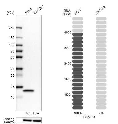 <b>Independent Antibodies Validation and Orthogonal Strategies Validation.</b>Western Blot: Galectin-1 Antibody [NBP2-76499] - Analysis in human cell lines PC-3 and Caco-2 using Anti-LGALS1 antibody. Corresponding LGALS1 RNA-seq data are presented for the same cell lines. Loading control: Anti-HSP90B1.