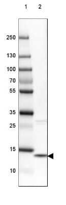 <b>Orthogonal Strategies Validation. </b>Western Blot: Galectin-10 Antibody [NBP1-87688] - Lane 1: Marker [kDa] 250, 130, 100, 70, 55, 35, 25, 15, 10Lane 2: Human cell line HL-60