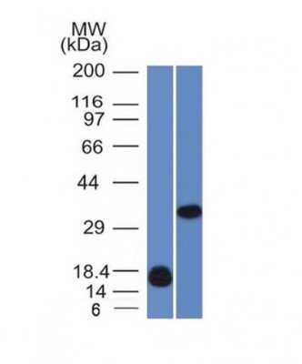 Western Blot: Galectin 13 Antibody (PP13/1161) - Azide and BSA Free [NBP2-54358] - (A) Recombinant human Galectin-13 fragment And (B) K562 Cell Lysate using Galeactin-13 MAb (PP13/1161).