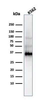 Western Blot: Galectin 13 Antibody (PP13/1161) - Azide and BSA Free [NBP2-54358] - Western Blot of  K562 Cell Lysate using Galectin 13 antibody (PP13/1161).