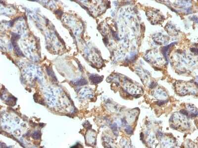 Immunohistochemistry-Paraffin: Galectin 13 Antibody (PP13/1162) [NBP2-53152] - Formalin-fixed, paraffin-embedded human Placenta stained with Galectin-13 / PP13 Monoclonal Antibody (PP13/1162).