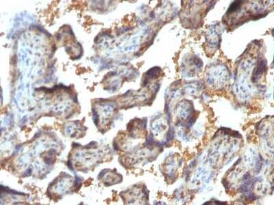 Immunohistochemistry-Paraffin: Galectin 13 Antibody (PP13/1164) [NBP2-54397] - Formalin-fixed, paraffin-embedded human Placenta stained with Galectin-13 / PP13 Monoclonal Antibody (PP13/1164).