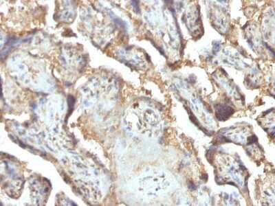 Immunohistochemistry-Paraffin: Galectin 13 Antibody (PP13/1165) [NBP2-53168] - Formalin-fixed, paraffin-embedded human Placenta stained with Galectin-13 / PP13 Monoclonal Antibody (PP13/1165).