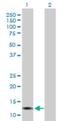 Western Blot: Galectin 13 Antibody [H00029124-B01P] - Analysis of LGALS13 expression in transfected 293T cell line by LGALS13 polyclonal antibody.  Lane1:LGALS13 transfected lysate(15.29 KDa). Lane2:Non-transfected lysate.