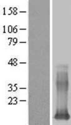 Western Blot: Galectin 13 Overexpression Lysate (Adult Normal) [NBL1-12498] Left-Empty vector transfected control cell lysate (HEK293 cell lysate); Right -Over-expression Lysate for Galectin 13.