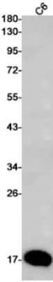 Western Blot: Galectin-14/LGALS14 Antibody (S09-6C1) [NBP3-19676] - Western blot detection of Galectin-14/LGALS14 in C6 cell lysates using NBP3-19676 (1:1000 diluted). Predicted band size: 16kDa. Observed band size: 16kDa.