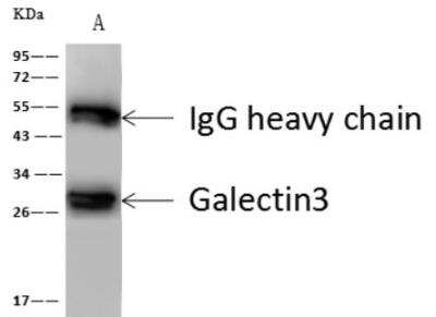 Immunoprecipitation: Galectin-3 Antibody (024) [NBP2-89383] - Lane A:0.5 mg mouse pancreas Whole Cell Lysate 4 uL anti-NKX3-1 rabbit polyclonal antibody and 60 ug of Immunomagnetic beads Protein A/G.Primary antibody: Anti-NKX3-1 rabbit polyclonal antibody,at 1:100 dilution Secondary antibody: Goat Anti-Rabbit IgG (H+L)/HRP at 1/10000 dilutionDeveloped using the ECL technique. Performed under reducing conditions.Predicted band size: 27 kDa Observed band size :30 kDa