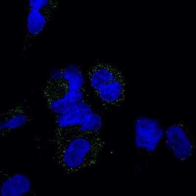 Immunocytochemistry/Immunofluorescence: Galectin-3 Antibody (A3A12) [DyLight 488] [NB300-538G] - LLOMe treatment results in lysosomal damage in T98G glioblastoma cells as evidenced by the accumulation of galectin-3 positive vesicles. T98G cells were treated with LLOMe (1 uM) for 1 h to induce lysosomal damage. Cells were fixed (4% paraformaldehyde) 6 h after washout, blocked with 10% goat serum in 0.1% PBST (1 h, RT), stained with DyLight 488 conjugated galectin-3 antibody (green) (overnight, 4C).The following day, samples were washed with cold PBST, mounted using Prolong Gold mountant with DAPI (blue). Confocal immunofluorescence using DyLight 488 conjugated galectin-3 antibody. This image was submitted via customer Review.