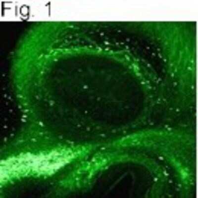 Immunocytochemistry/Immunofluorescence: Galectin-3 Antibody (A3A12) [NB300-538] - Analysis of rat olfactory bulb