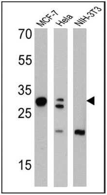 Western Blot: Galectin-3 Antibody (A3A12) [NB300-538] - Analysis of 25 ug of MCF-7 (Lane 1), Hela (Lane 2), and NIH-3T3 cell lysates (Lane 3) and a molecular weight protein ladder.