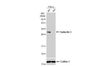 Western Blot: Galectin-3 Antibody (GT12712) [NBP3-13641] - Wild-type (WT) and Galectin-3 knockout (KO) HeLa cell extracts (30 ug) were separated by 12% SDS-PAGE, and the membrane was blotted with Galectin-3 antibody [GT12712] (NBP3-13641) diluted at 1:500. The HRP-conjugated anti-mouse IgG antibody (NBP2-19382) was used to detect the primary antibody.