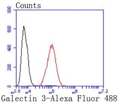 Flow Cytometry: Galectin-3 Antibody (JF39-10) [NBP2-66857] - Analysis of Hela cells with Galectin 3 antibody at 1/50 dilution (red) compared with an unlabelled control (cells without incubation with primary antibody; black). Alexa Fluor 488-conjugated goat anti rabbit IgG was used as the secondary antibody