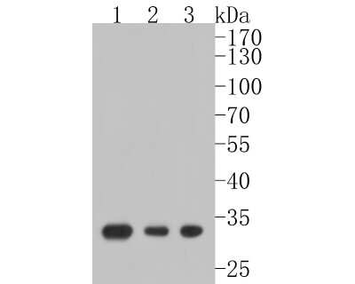 Western Blot: Galectin-3 Antibody (JF39-10) [NBP2-66857] - Western blot analysis of Galectin-3 on different lysates. Proteins were transferred to a PVDF membrane and blocked with 5% BSA in PBS for 1 hour at room temperature. The primary antibody (1/500) was used in 5% BSA at room temperature for 2 hours. Goat Anti-Rabbit IgG - HRP Secondary Antibody (HA1001) at 1:5,000 dilution was used for 1 hour at room temperature. Positive control: Lane 1: NIH/3T3 cell lysate Lane 2: Hela cell lysate Lane 3: THP-1 cell lysate
