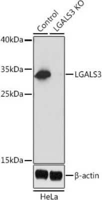 <b>Genetic Strategies Validation. </b>Western Blot: Galectin-3 Antibody [NBP3-03252] - Analysis of extracts from normal (control) and LGALS3 knockout (KO) HeLa cells, using Galectin-3 antibody at 1:1000 dilution. Secondary antibody: HRP Goat Anti-Rabbit IgG (H+L) at 1:10000 dilution. Lysates/proteins: 25ug per lane. Blocking buffer: nonfat dry milk in TBST.