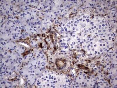 Immunohistochemistry: Galectin-3 Antibody (OTI1C7) - Azide and BSA Free [NBP2-71124] - Analysis of Human pancreas tissue. (Heat-induced epitope retrieval by 1 mM EDTA in 10mM Tris, pH8.5, 120C for 3min)