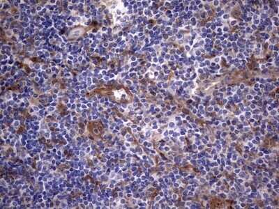 Immunohistochemistry: Galectin-3 Antibody (OTI1C7) - Azide and BSA Free [NBP2-71124] - Analysis of Human tonsil tissue. (Heat-induced epitope retrieval by 1 mM EDTA in 10mM Tris, pH8.5, 120C for 3min)