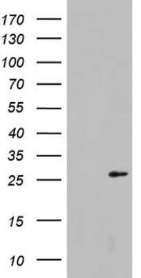 Western Blot: Galectin-3 Antibody (OTI1C7) - Azide and BSA Free [NBP2-71124] - Analysis of HEK293T cells were transfected with the pCMV6-ENTRY control (Left lane) or pCMV6-ENTRY Galectin-3.