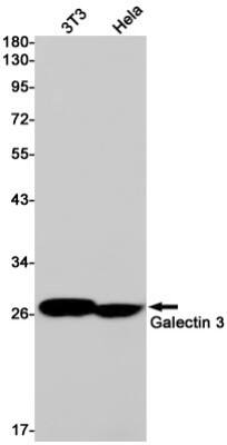 Western Blot: Galectin-3 Antibody (S05-8J4) [NBP3-20038] - Western blot detection of Galectin-3 in 3T3, Hela cell lysates using NBP3-20038 (1:1000 diluted). Predicted band size: 26kDa. Observed band size: 28kDa.