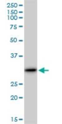 Western Blot: Galectin-3 Antibody [H00003958-B01P] - Analysis of LGALS3 expression in Hela S3 NE.