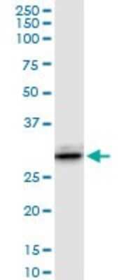 Western Blot: Galectin-3 Antibody [H00003958-D01P] - Analysis of LGALS3 expression in Hela S3 NE.
