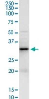 Western Blot: Galectin-3 Antibody [H00003958-D01P] - Analysis of LGALS3 expression in Raw 264.7.