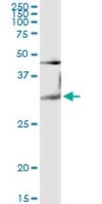 Western Blot: Galectin-3 Antibody [H00003958-D01P] - Analysis of LGALS3 expression in mouse brain.