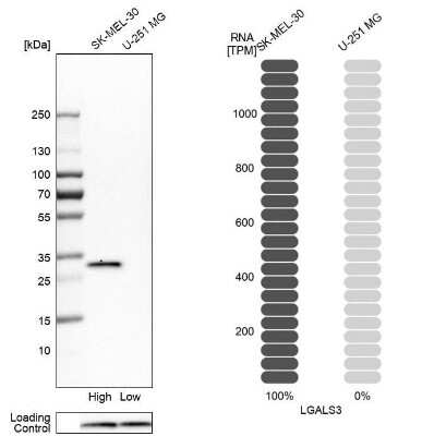 <b>Orthogonal Strategies Validation. </b>Western Blot: Galectin-3 Antibody [NBP1-89795] - Analysis in human cell lines SK-MEL-30 and U-251MG using anti-LGALS3 antibody. Corresponding LGALS3 RNA-seq data are presented for the same cell lines. Loading control: anti-PPIB.