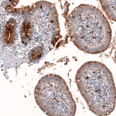 <b>Orthogonal Strategies Validation. </b>Immunohistochemistry-Paraffin: Galectin-3BP/MAC-2BP/LGALS3BP Antibody [NBP1-89346] - Staining of human small intestine shows moderate granular cytoplasmic positivity in glandular cells.