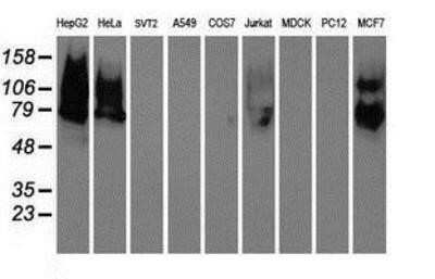 Western Blot: Galectin-3BP/MAC-2BP/LGALS3BP Antibody (OTI6B7) - Azide and BSA Free [NBP2-71125] - Analysis of extracts (35ug) from 9 different cell lines by using anti-LGALS3BP monoclonal antibody.