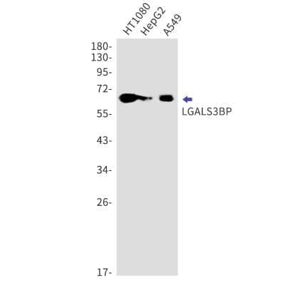 Western Blot: Galectin-3BP/MAC-2BP/LGALS3BP Antibody (S03-5B8) [NBP3-15031] - Western blot detection of Galectin-3BP/MAC-2BP/LGALS3BP in HT1080, HepG2, A549 cell lysates using Galectin-3BP/MAC-2BP/LGALS3BP Rabbit mAb (1:1000 diluted). Predicted band size: 65kDa. Observed band size: 100kDa.